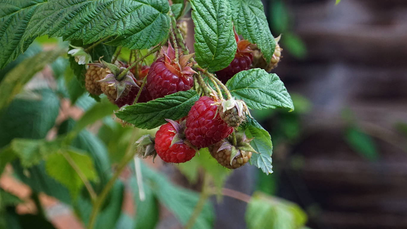 The Autumn Raspberry Harvest