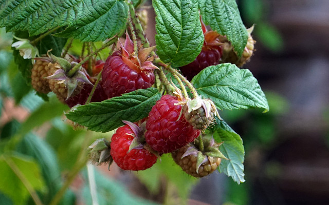 You pick the raspberries, but then what?