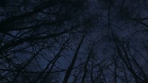 An animated image of trees moving in the wind at twilight
