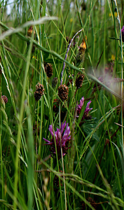FRAW Gallery: ‘Grass in a meadow’
