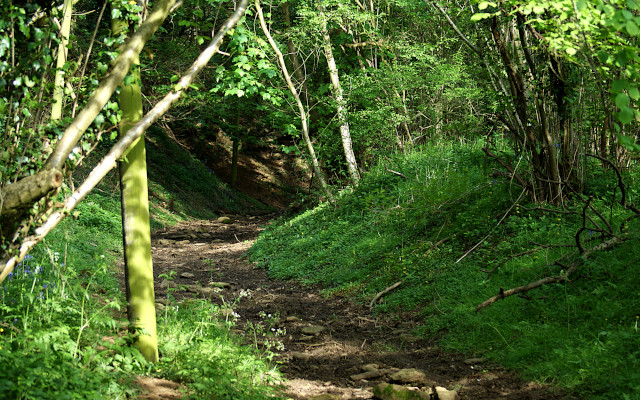 The Medieval road down ‘King John's Lane’ at Edgehill