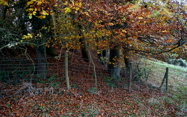 Landscape image, ‘‘The Bank’ of Castle Bank’, November 2021