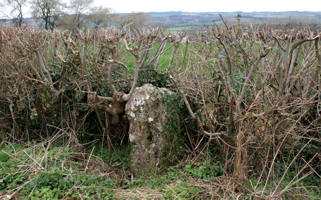 A solitary standing stone hidden in a hedgerow