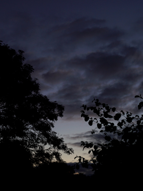 Landscape image, ‘Ash, Hazel, and a Mabon Sunset’, 21st September 2021