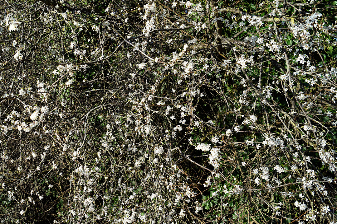 image thumbnail 12