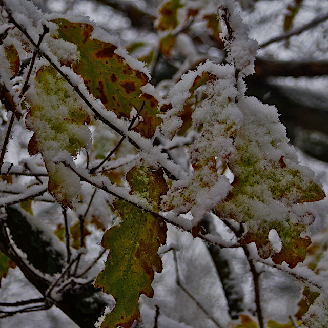image thumbnail 2