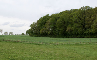 010-halse_copse