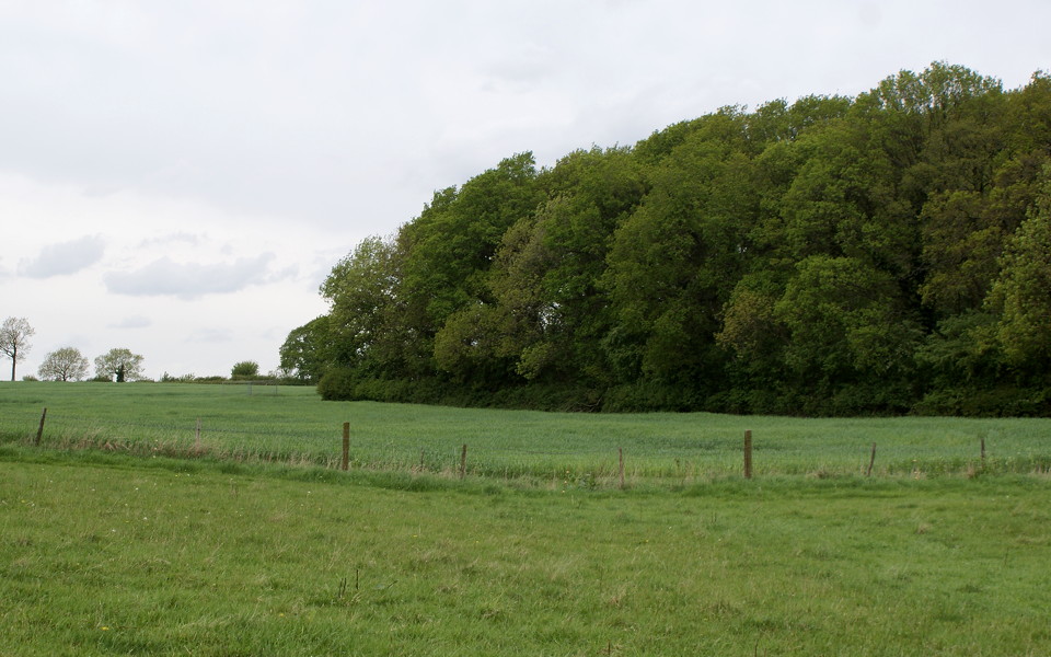 010-halse_copse