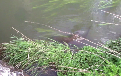 s01-river_leam