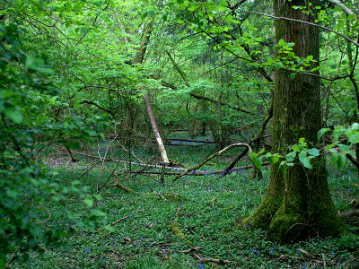 halse copse