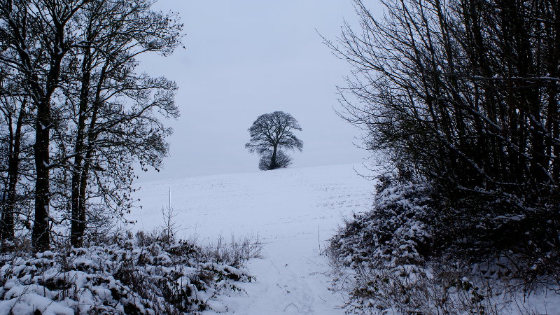 the tree